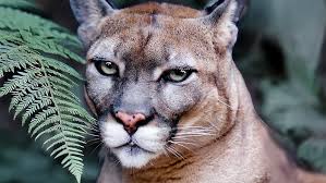 Image result for Craigmount Cougars