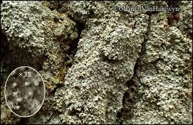 Attēlu rezultāti vaicājumam “Lecanactis abietina”