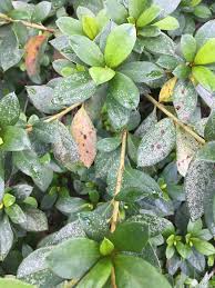 Attēlu rezultāti vaicājumam “Exobasidium cassandrae”