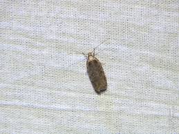 Attēlu rezultāti vaicājumam “Agonopterix ciliella imago”