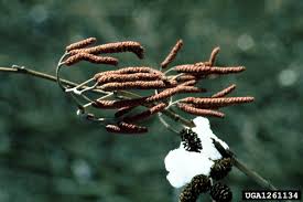 Attēlu rezultāti vaicājumam “Alnus glutinosa flower”