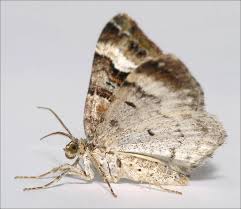 Attēlu rezultāti vaicājumam “Xanthorhoe biriviata”