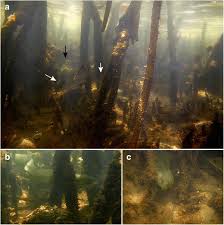 Image result for Lutjanus alexandrei