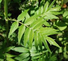 Image result for Valeriana officinalis