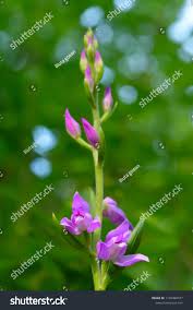 Attēlu rezultāti vaicājumam “Cephalanthera rubra bud”