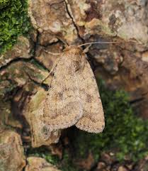 Attēlu rezultāti vaicājumam “Caradrina morpheus”