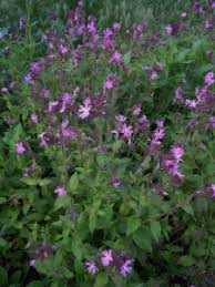 Image result for Silene dioica
