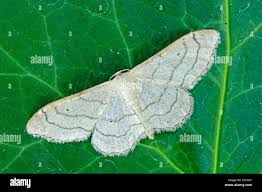 Attēlu rezultāti vaicājumam “Cabera pusaria male”