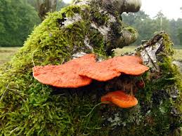 Attēlu rezultāti vaicājumam “Pycnoporus cinnabarinus”