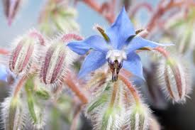 Attēlu rezultāti vaicājumam “Borago officinalis bud”