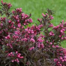 Attēlu rezultāti vaicājumam “Weigela praecox”