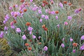 Attēlu rezultāti vaicājumam “Erica tetralix leaf”