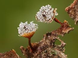 Attēlu rezultāti vaicājumam “Physarum bryocorticola macro”