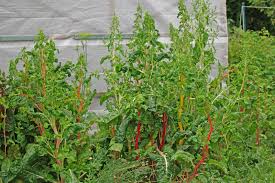 Image result for Beta vulgaris