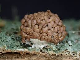 Attēlu rezultāti vaicājumam “Tubifera montana spores”