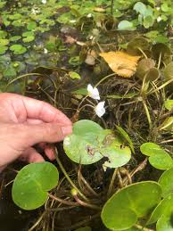 Attēlu rezultāti vaicājumam “Hydrocharis morsus-ranae bud”