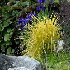 Attēlu rezultāti vaicājumam “Carex elata flower”
