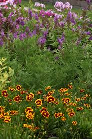 Image result for Artemisia gmelinii