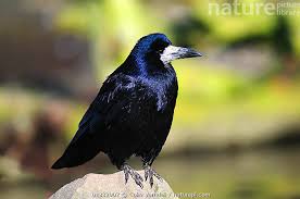 Attēlu rezultāti vaicājumam “Corvus frugilegus”