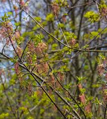 Attēlu rezultāti vaicājumam “Acer negundo female flower”