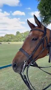 Image result for White Rose Polo Club