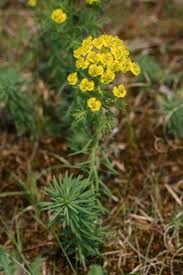 Attēlu rezultāti vaicājumam “Euphorbia cyparissias”