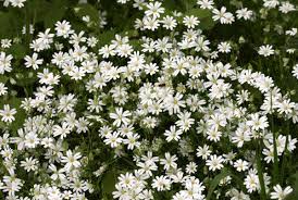 Attēlu rezultāti vaicājumam “Stellaria holostea”