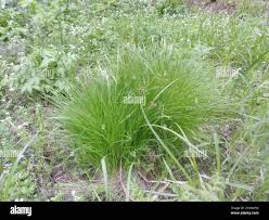 Attēlu rezultāti vaicājumam “Carex cespitosa”