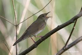 Image result for Locustella fluviatilis