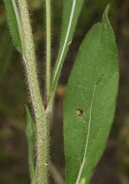 Attēlu rezultāti vaicājumam “Rudbeckia hirta var. pulcherrima”