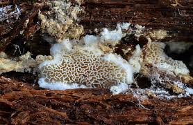 Attēlu rezultāti vaicājumam “Postia rennyi”