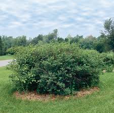 Attēlu rezultāti vaicājumam “Symphoricarpos albus”