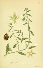 Attēlu rezultāti vaicājumam “Polygonum aviculare”