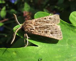 Attēlu rezultāti vaicājumam “Tholera decimalis male”