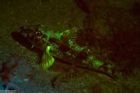 Image result for Pseudupeneus maculatus