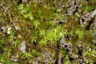 Attēlu rezultāti vaicājumam “Gymnostomum calcareum”