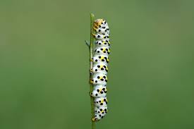 Attēlu rezultāti vaicājumam “Cucullia verbasci”