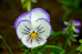 Image result for Viola wittrockiana