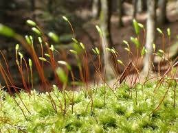 Attēlu rezultāti vaicājumam “Herzogiella seligeri”