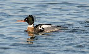 Attēlu rezultāti vaicājumam “Mergus merganser male”