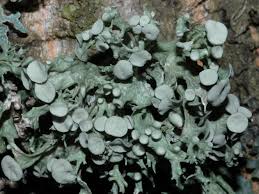 Attēlu rezultāti vaicājumam “Ramalina fastigiata”