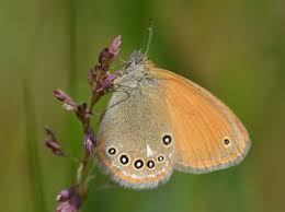 Attēlu rezultāti vaicājumam “Coenonympha glycerion”