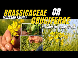 Attēlu rezultāti vaicājumam “Cruciferae”