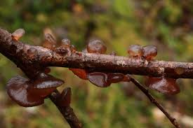 Attēlu rezultāti vaicājumam “Exidia repanda”