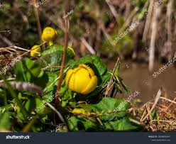 Attēlu rezultāti vaicājumam “Trollius europaeus fruit”