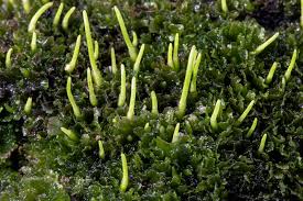 Attēlu rezultāti vaicājumam “Anthocerotopsida”