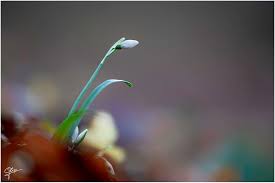 Attēlu rezultāti vaicājumam “Galanthus nivalis bud”