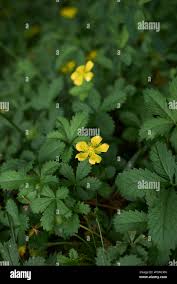 Attēlu rezultāti vaicājumam “Potentilla reptans leaf”