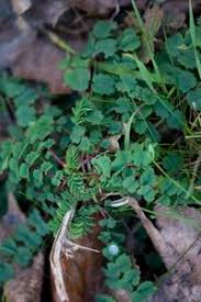 Attēlu rezultāti vaicājumam “Poterium sanguisorba”