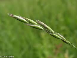 Attēlu rezultāti vaicājumam “Danthonia decumbens fruit”